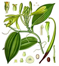 Vanille (Vanilla planifolia)