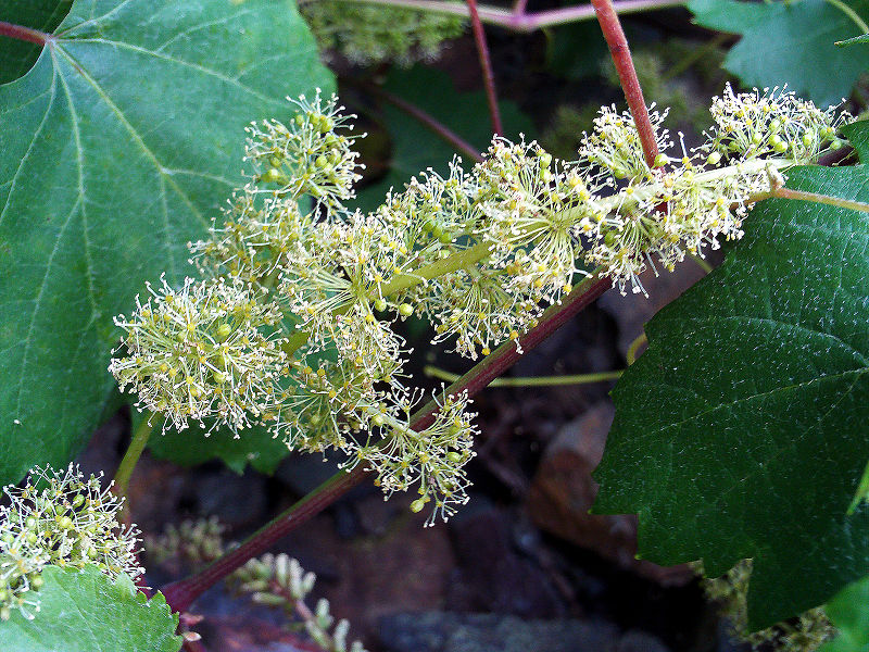 Edle Weinrebe (Vitis vinifera subsp. vinifera)