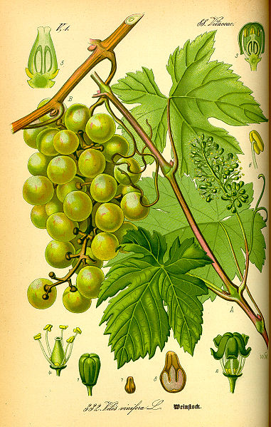 Edle Weinrebe (Vitis vinifera subsp. vinifera)