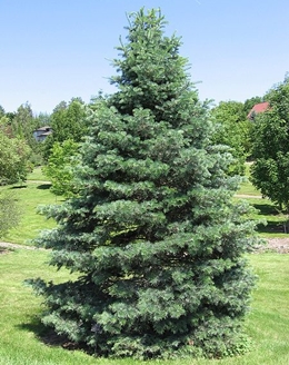 Abies concolor, Urheber: Mark Wagner, Wikimedia, CC BY-SA 2.5 Abies concolor
