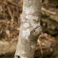 Weinblatt-Ahorn (Acer circinatum)
