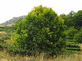 Griechischer Ahorn (Acer heldreichii)