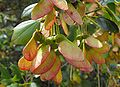 Immergrüner Ahorn (Acer paxii)