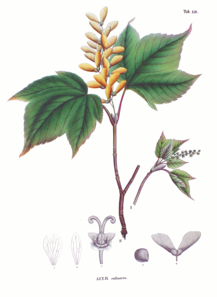 Rotnerviger Ahorn (Acer rufinerve)