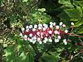 Rotfrüchtiges Christophskraut (Actaea pachypoda)
