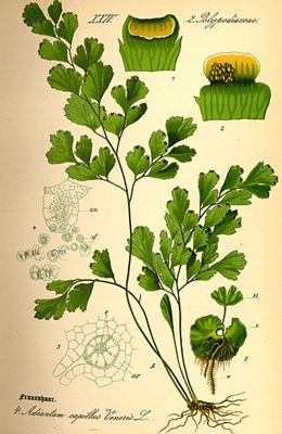 Adiantum capillus-veneris, Urheber: Prof. Dr. Otto Wilhelm Thomé, www.biolib.de, pd Frauenhaarfarn (Adiantum capillus-veneris)