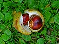 Frucht der Ohio-Rosskastanie (Aesculus glabra)