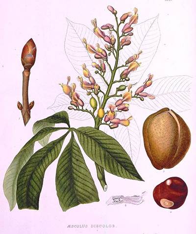 Rote Rosskastanie (Aesculus pavia)