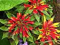 Amarant (Amaranthus tricolor)