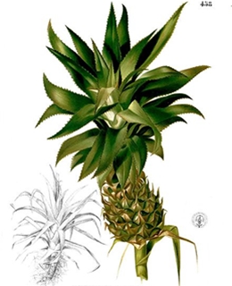 Ananas comosus, Urheber: Francisco Manuel Blanco (O.S.A.) Ananas (Ananas comosus)