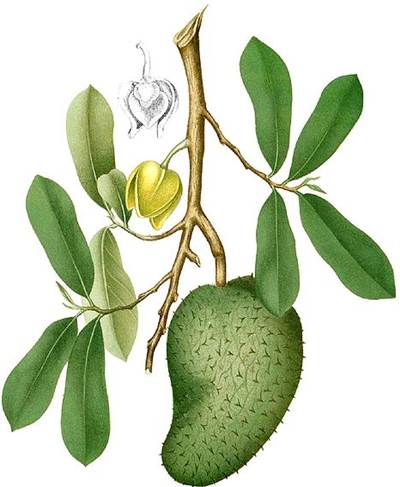 Guanábana - Stachelannenone (Annona muricata)