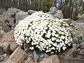 Argyranthemum adauctum