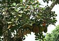 Jackfruchtbaum (Artocarpus heterophyllus)