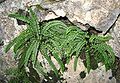 Braunstieliger Streifenfarn (Asplenium trichomanes)