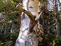 Mountain White Birch (Betula cordifolia)