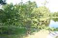 Japanese bog birch (Betula fruticosa)