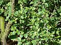 Shrubby Birch (Betula humilis)
