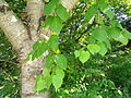 Monarch Birch (Betula maximowicziana)