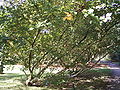 Kaukasische Birke (Betula medwediewii)