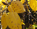 Alaska paper birch (Betula neoalaskana)