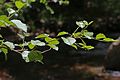 Water birch (Betula occidentalis)