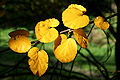 Virginia roundleaf birch (Betula uber)