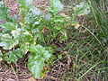 Rübstiel (Brassica rapa ssp. rapa)