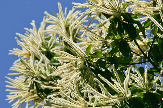 Blüten der Edelkastanie (Castanea sativa)