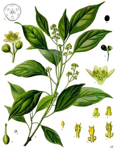 Campher Oder Kampferbaum Cinnamomum Camphora Pflanzen