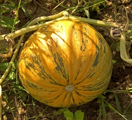 Cucurbita pepo var. styriaca, Urheber: Kulac, Wikimedia, CC BY-SA 3.0 Steirischer Ölkürbis (Cucurbita pepo var. styriaca)