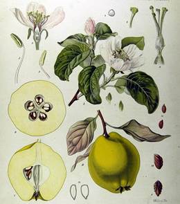 Cydonia oblonga, Urheber/Quelle: Franz Eugen Köhler, Köhler's Medizinal-Pflanzen/Wikimedia.org Quitte (Cydonia oblonga)