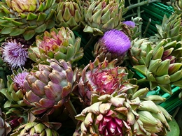 Cynara scolymus, Urheber: 3268zauber, Wikimedia, CC BY-SA 3.0 Artischocke (Cynara scolymus)
