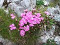 Alpen-Nelke (Dianthus alpinus)