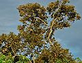Durianbaum (Durio zibethinus)