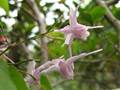 Großblütige Elfenblume (Epimedium grandiflorum)