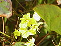 Gefiederte Elfenblume (Epimedium pinnatum)