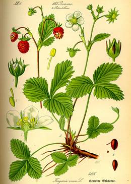 Fragaria vesca, Urheber/Queller: Prof. Dr. Otto Wilhelm Thomé/www.biolib.de Walderdbeere (Fragaria vesca)