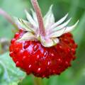 Scheinfrucht der Wald-Erdbeere (Fragaria vesca)