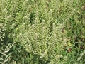 Feld-Kresse (Lepidium campestre)
