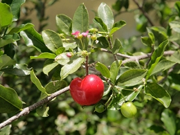 Malpighia glabra, Urheber: Eric Gaba, Wikimedia, CC BY-SA 3.0 Acerola (Malpighia glabra)