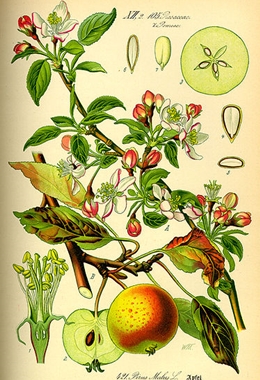 Malus domestica, Urheber: Prof. Dr. Otto Wilhelm Thomé, Kurt Stueber, biolib.de Apfel (Malus domestica)