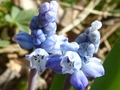 Himmelblaue Traubenhyazinthe (Muscari azureum)