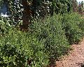 Gemeine Myrte (Myrtus communis)