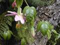 Curuba (Passiflora tarminiana)