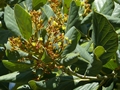 Blüten der Lingue (Persea lingue)