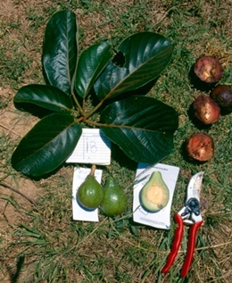 Persea schiedeana, Urheber: Alejandro Barrientos Priego, www.avocadosource.com Blätter, Früchte und Samen der Wilden Avocado (Persea schiedeana)