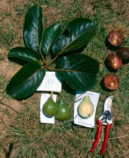 Früchte, Blätter und Samen der Wilden Avocado, Chinini (Persea schiedeana)