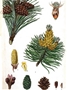 Illustration der Bergkiefer (Pinus mugo)