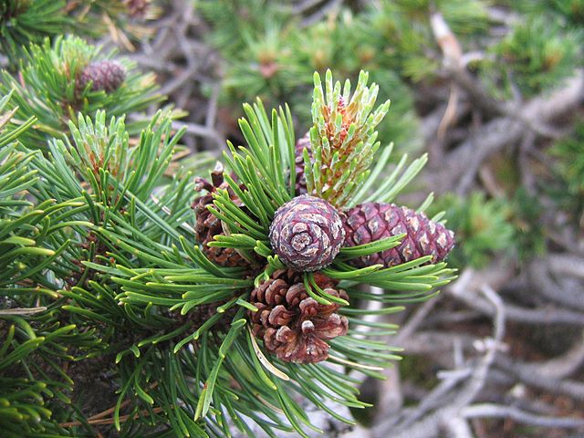 Bergkiefer (Pinus mugo)