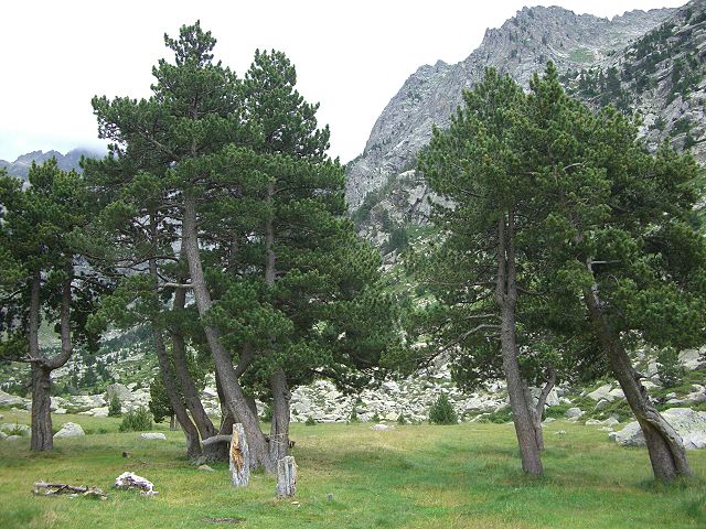  Bergkiefer (Pinus mugo subsp. uncinata)